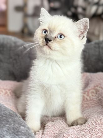 Süße Reinrassige BKH Kitten