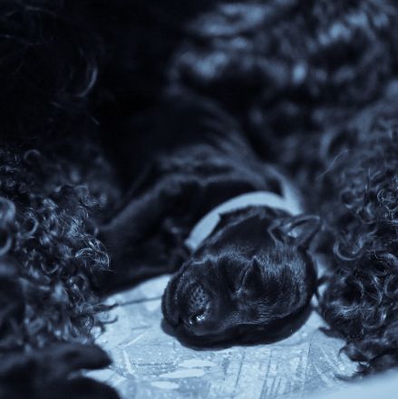 💙 Kerry Blue Terrier Welpen – unser B-Wurf von der ZusamAue ist da