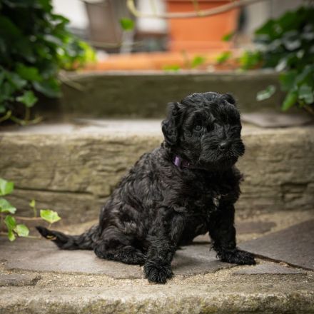 Kerry Blue Terrier Welpen – Drei Schatzjägerinnen suchen noch ihre Familien