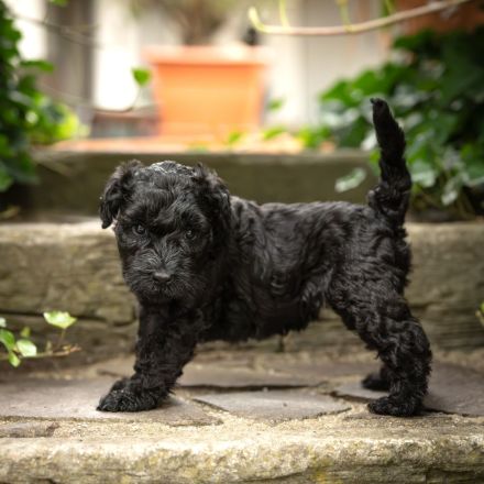 Kerry Blue Terrier Welpen – Drei Schatzjägerinnen suchen noch ihre Familien