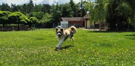 Aktives Zuhause für Caspar gesucht