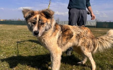 Aktives Zuhause für Caspar gesucht