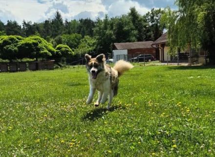 Aktives Zuhause für Caspar gesucht