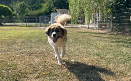 Aktives Zuhause für Caspar gesucht