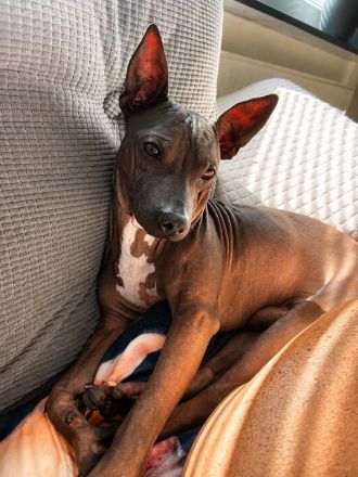 American Hairless Terrier