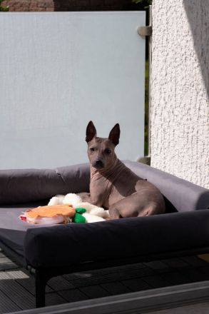 American Hairless Terrier