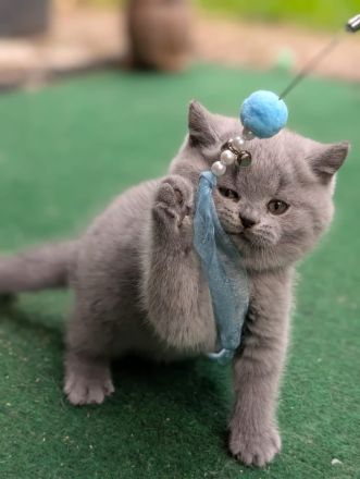 Aidan BKH blue mit Stammbaum
