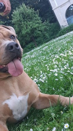 American Bully Deckrüde