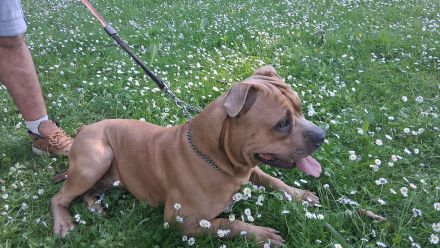 American Bully Deckrüde