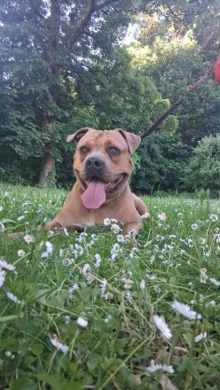 American Bully Deckrüde