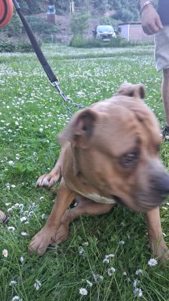 American Bully Deckrüde