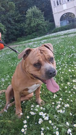 American Bully Deckrüde