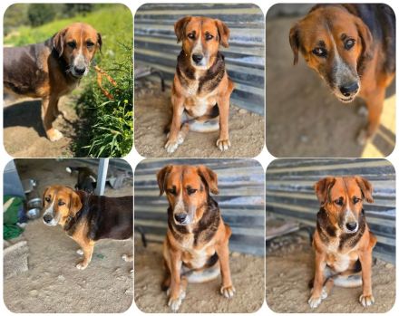 Angel – liebevoller Seniorin-Hund