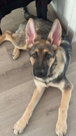 Altdeutscher Schäferhund