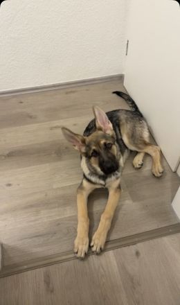 Altdeutscher Schäferhund