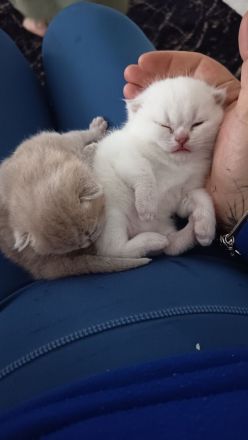 BKH Kitten