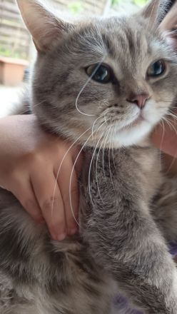 BKH Kitten