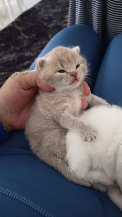 BKH Kitten
