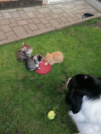 Katzenbabys