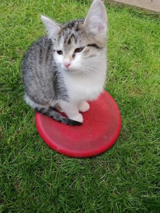 Katzenbabys