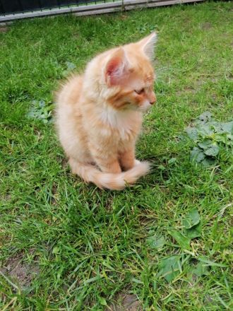 Katzenbabys