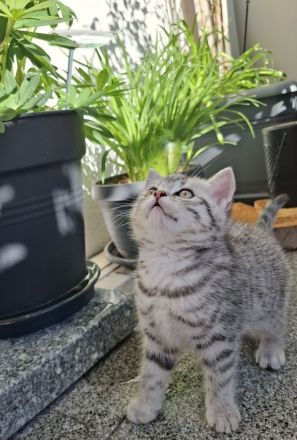 BKH-Kitten Mädchen im Whiskaslook