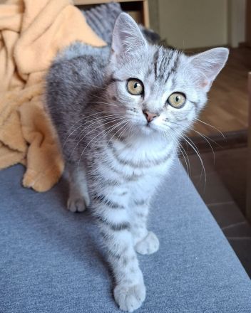 BKH-Kitten Mädchen im Whiskaslook