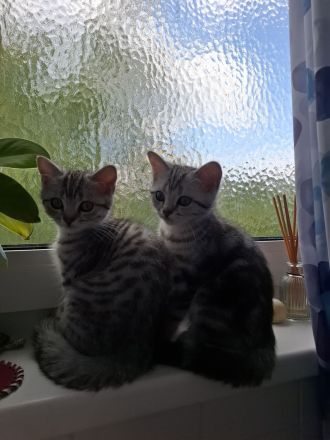 BKH-Kitten Mädchen im Whiskaslook