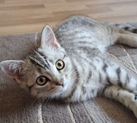 BKH-Kitten Mädchen im Whiskaslook