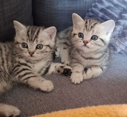 BKH-Kitten Mädchen im Whiskaslook