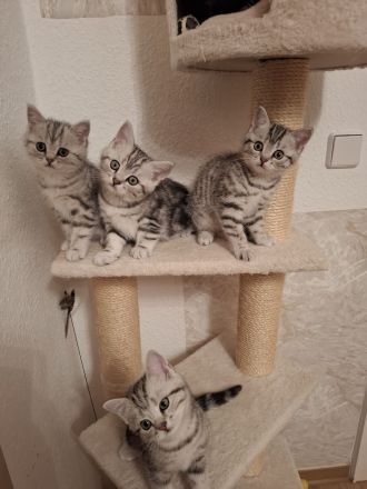 BKH-Kitten Mädchen im Whiskaslook