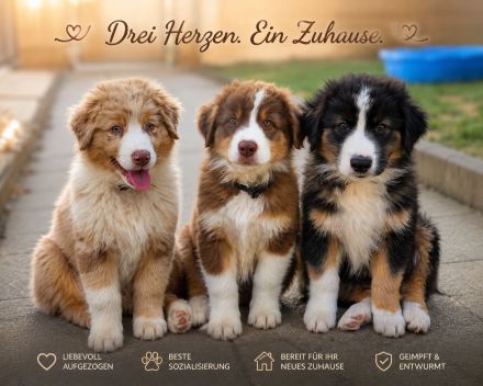 Australian shepherd welpen