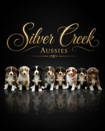 Australian shepherd welpen