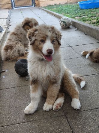 Australian shepherd welpen