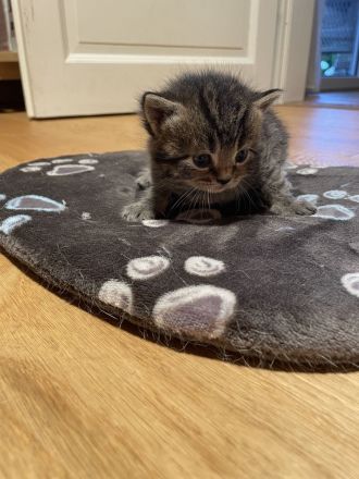 Britische Kurzhaar Mix Kitten