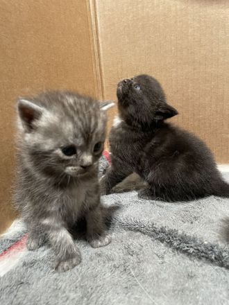 Britische Kurzhaar Mix Kitten