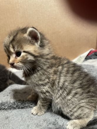 Britische Kurzhaar Mix Kitten