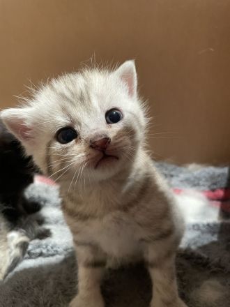 Britische Kurzhaar Mix Kitten