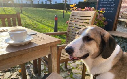 Gilbert sucht sein Für-Immer-Zuhause auf dem Land
