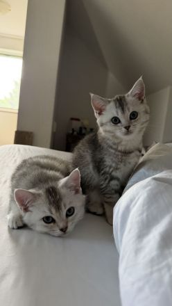 BKH Kitten Mädchen