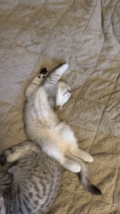 BKH Kitten Mädchen