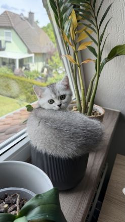 BKH Kitten Mädchen