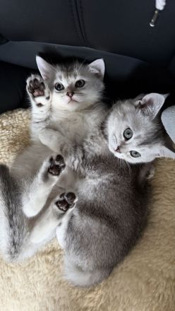 BKH Kitten Mädchen