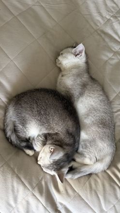 2 BKH Mädchen in seltenen Silver Shaded Chinchilla Farben