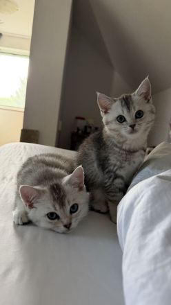 BKH Kitten Mädchen