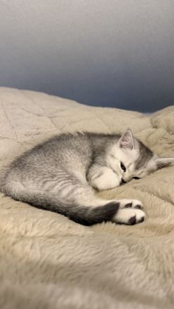 BKH Kitten Mädchen