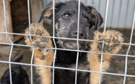 Cheewy wartet auf seine Chance
