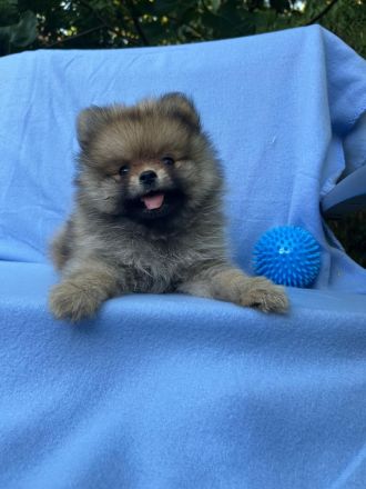 Ein wunderschöner reinrassiger Pomeranian-Welpe sucht ein liebevolles Zuhause