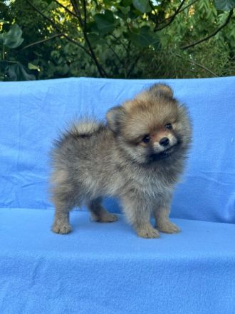 Ein wunderschöner reinrassiger Pomeranian-Welpe sucht ein liebevolles Zuhause