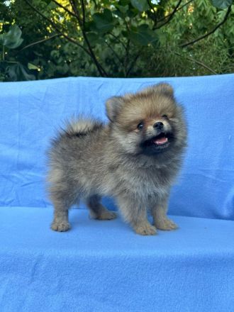 Ein wunderschöner reinrassiger Pomeranian-Welpe sucht ein liebevolles Zuhause